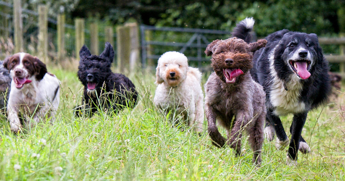 Abergele | The Pet Joint