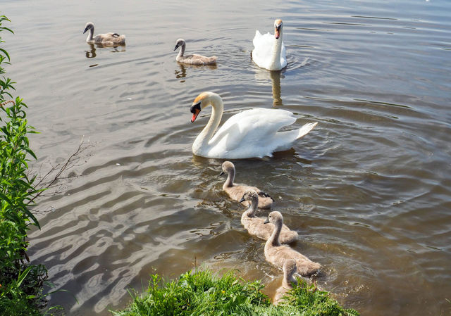 Pentre Mawr Park Swans 8